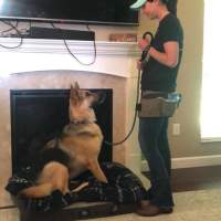 dog training illinois how to train a dog to sit, stay, how to train place