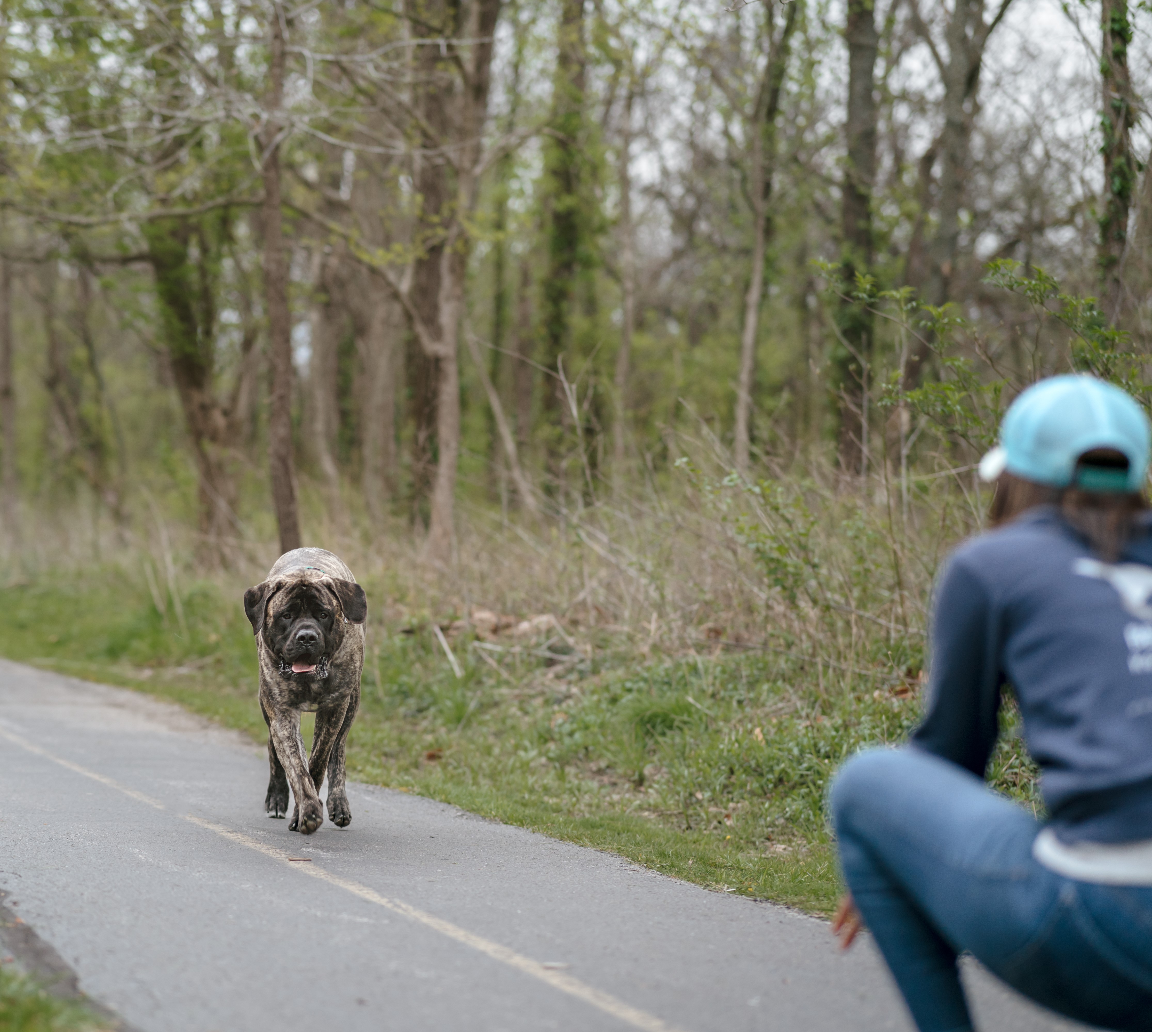 Dog practicing off-leash e-collar training with Best Life K9 Training
