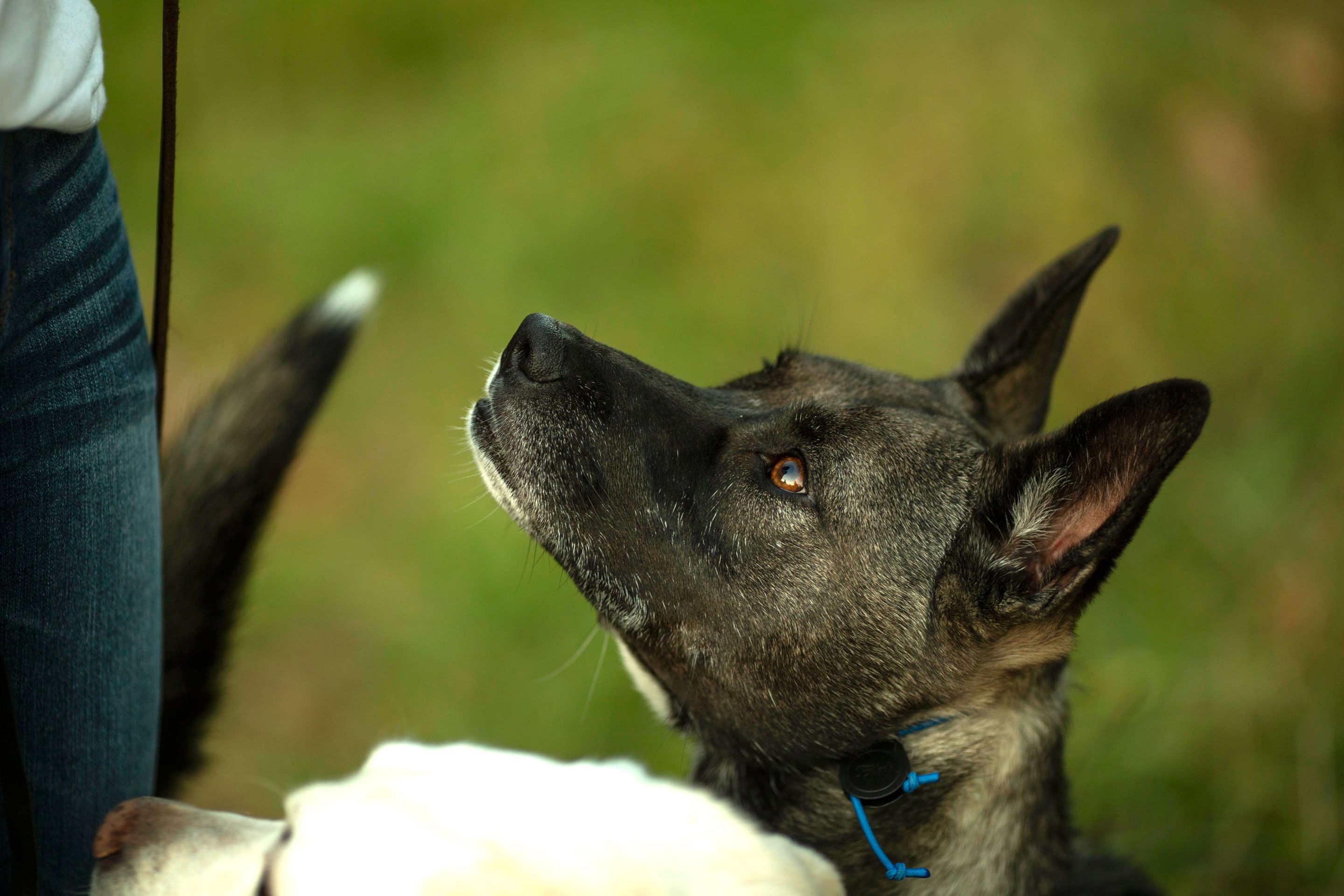 Dog participating in Best Life K9 Training board and train program