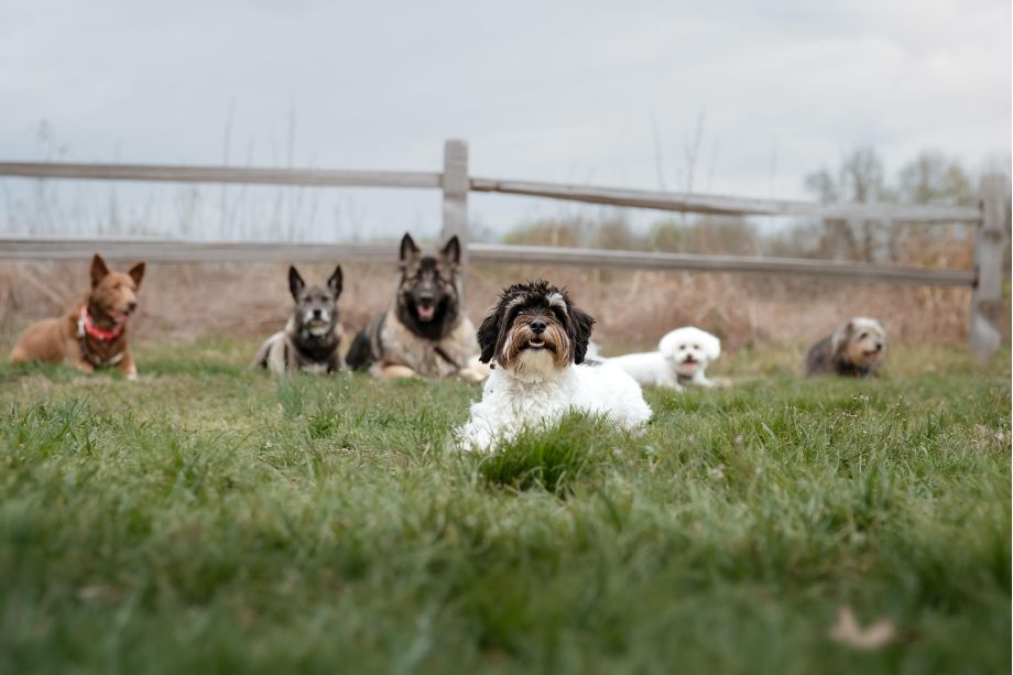 Puppy training session focusing on socialization and exposure to new environments