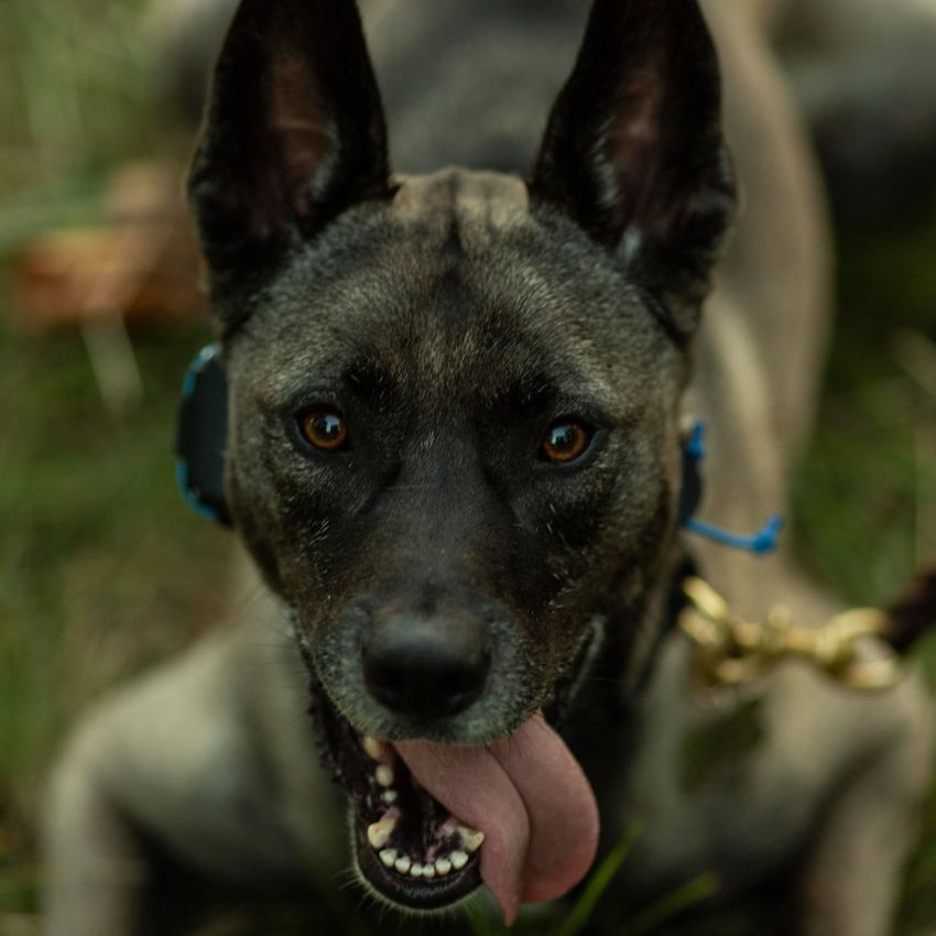 Dog living and training in home environment during board and train program in Illinois and New Hampshire