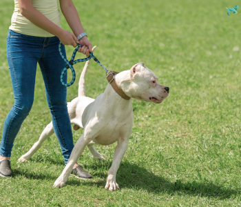 Reactive dog training session working on calm behavior around distractions in Illinois and New Hampshire