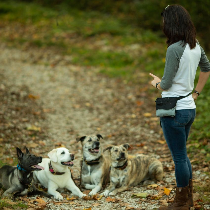 Group dog training class with multiple dogs practicing obedience around distractions