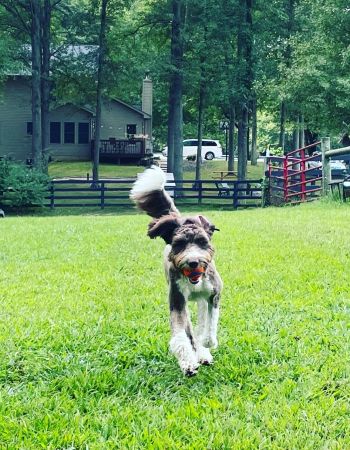 Package combination of 3 private dog training lessons and our guided "do it yourself" off leash program for off leash reliability