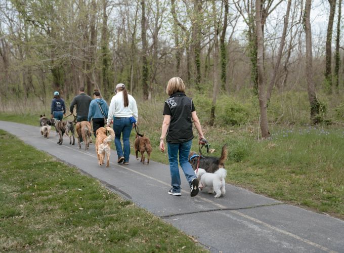 Group pack walk with dogs practicing calm behavior and walking as a pack