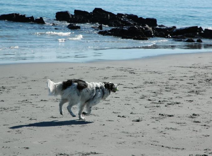 Dog practicing reliable off-leash training with e-collar at Best Life K9 Training
