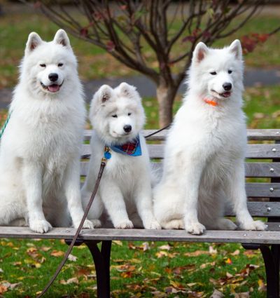 Puppy training program building obedience and behavior through different development stages