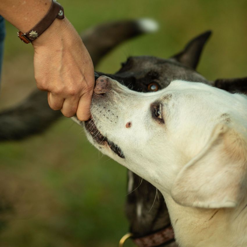 Private dog training session with trainer working one on one with dog in Illinois or New Hampshire